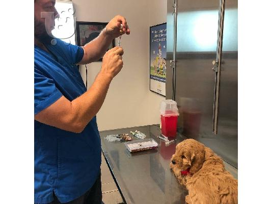 PoulaTo: Ανδρικά και θηλυκά δώρα Bichon μαλτέζικα κουτάβια